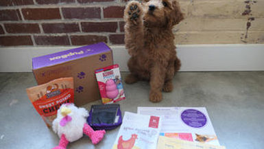 FanBark Review: November 2017 PupBox
